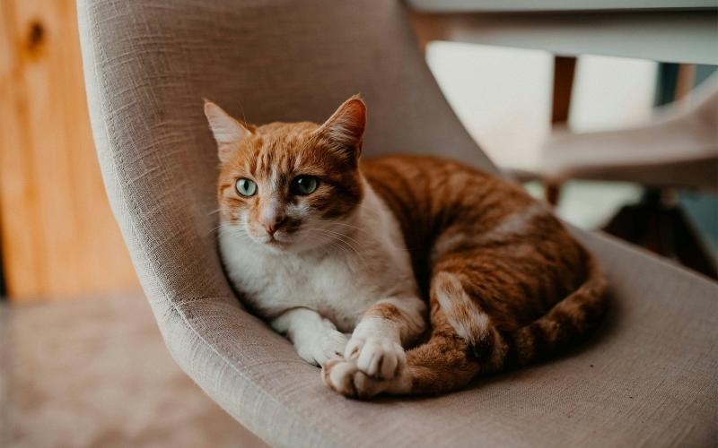 a cat lying on a chair
